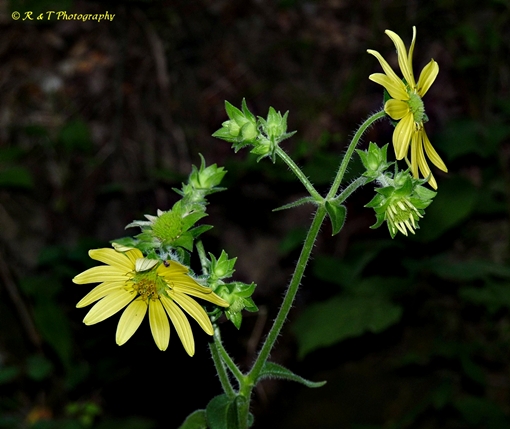 {Silphium mohrii}